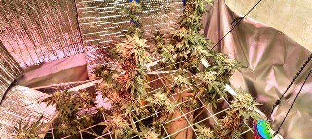 My First Grow — flower, day 2