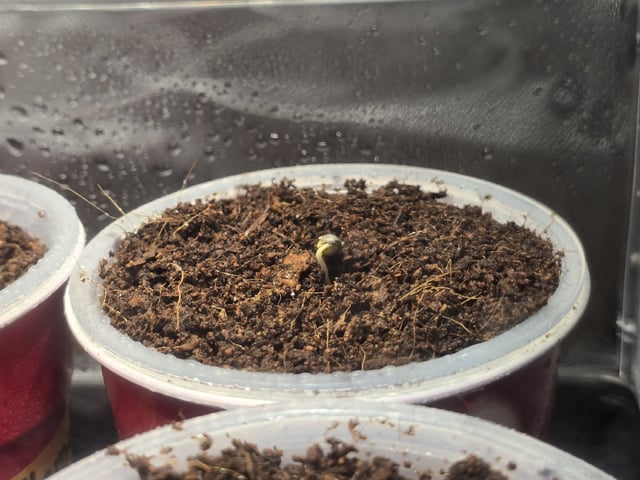 Grow 5.o — germination, day 1