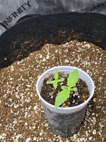 Coco Grow — seedling_rooting, day 11
