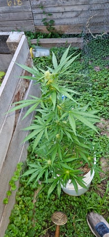 girl scout cookies (auto) — flower, day 57