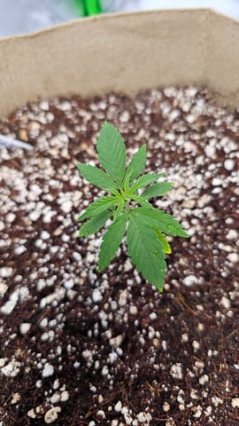 First Grow — vegetative, day 1