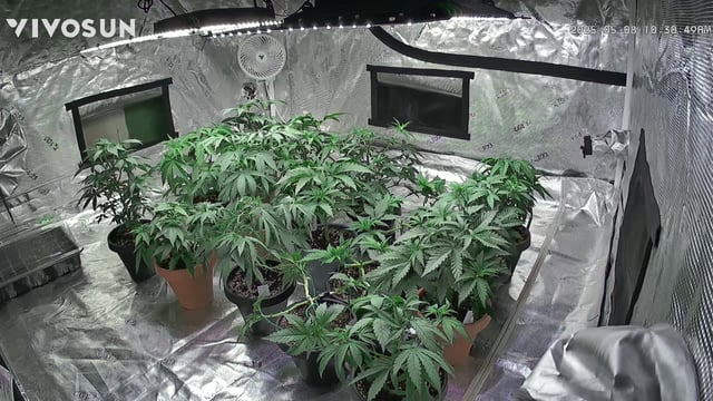 outdoor start/indoor 2025 — vegetative, day 49