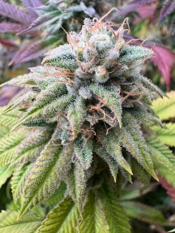 Hollywood Headband and LimeHeads  — flower, day 157