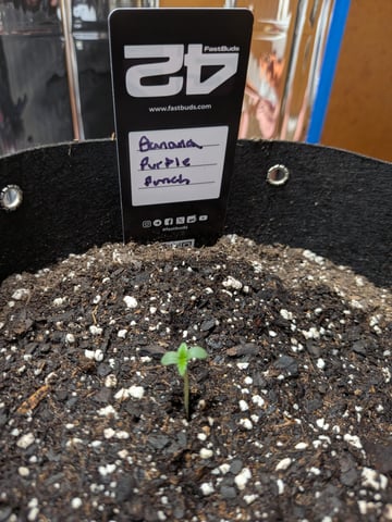 Mendo Frost / Gorilla Cookie / Banana Purple Punch  — grow_setup, day 2