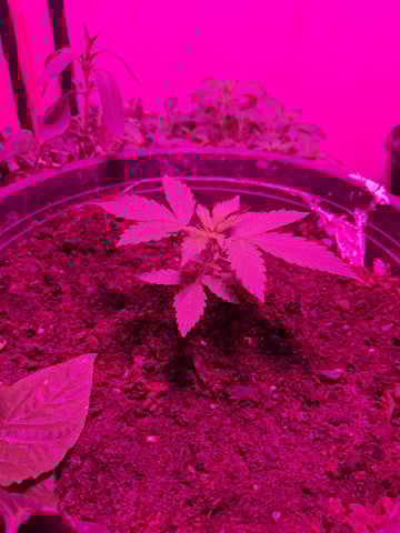 Queen B  — vegetative, day 26