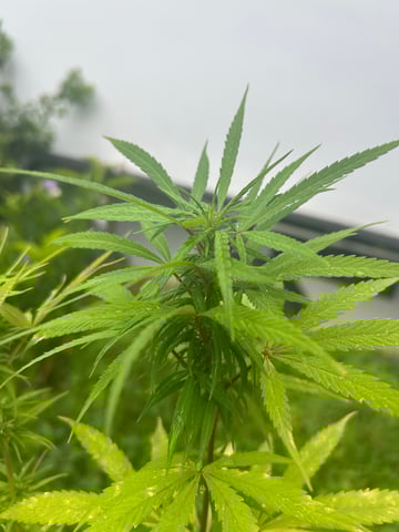 Flora — grow_setup, day 3