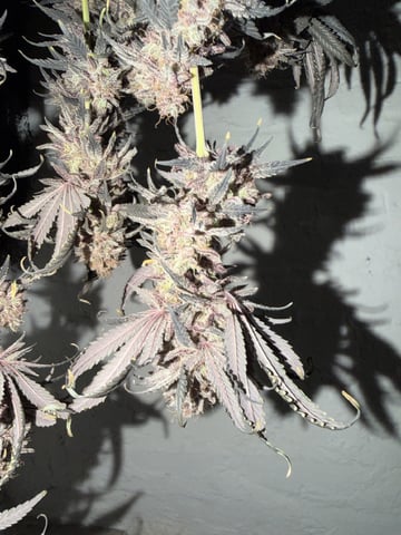  Trying to go big — harvest, day 168