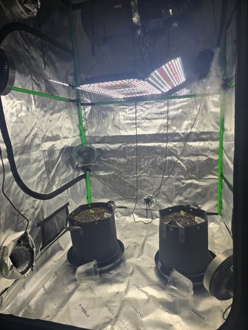2nd grow round 2 — seedling_rooting, day 9