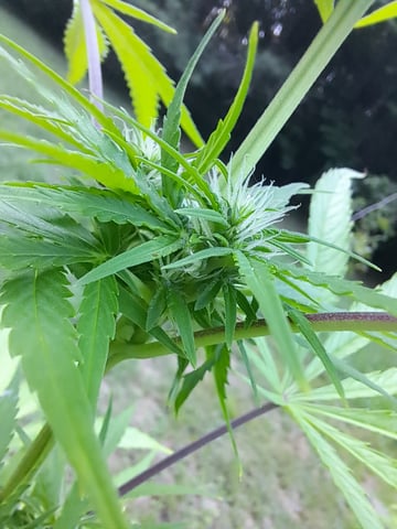 Bucket List Grow #2 — flower, day 61