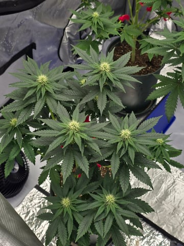Homegrown - 🍒 🥧 & GSC Auto, 🚀 Seeds 🍌 Buttercups  — flower, day 51