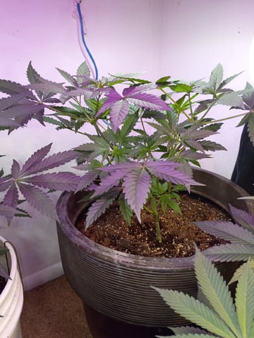 Round Deuce  — vegetative, day 56