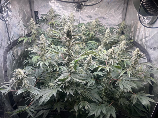 Hollywood — flower, day 61