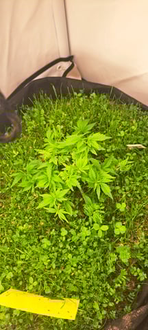 First Grow with the new setup  — vegetative, day 36