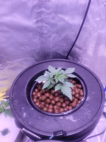 Making Crosses  — vegetative, day 62