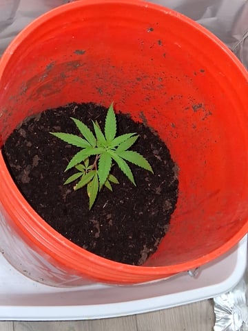 first grow  — vegetative, day 1