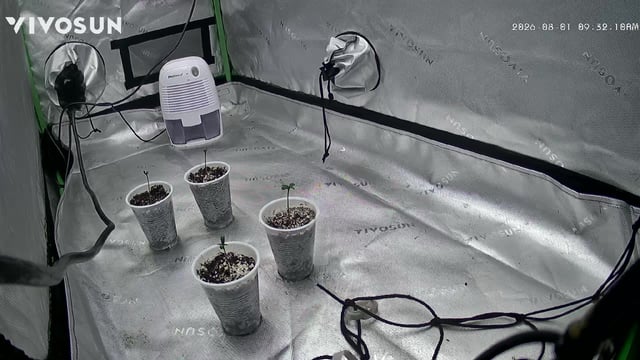 B.P, E.G, B.F, Chama! — seedling_rooting, day 3