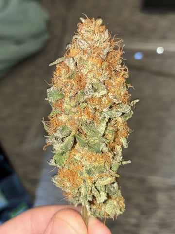 winter grow — done, day 155