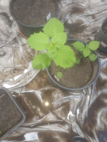 good for the face — vegetative, day 482