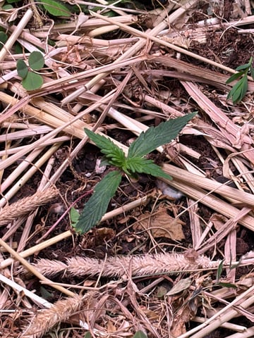 510 First Run! — vegetative, day 20