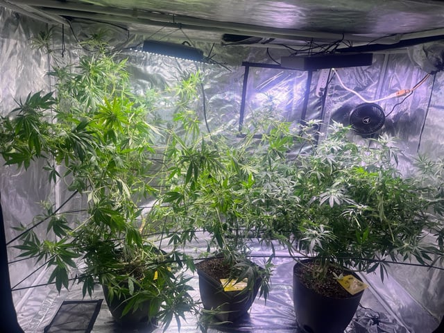 strawberry cough — flower, day 11