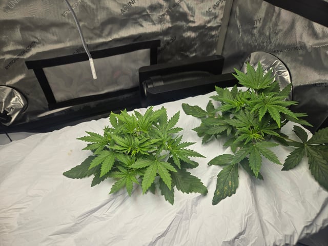 White rhino — vegetative, day 20