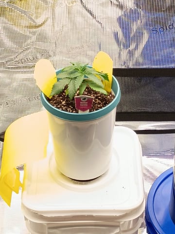 TentPlantLightFan — vegetative, day 23