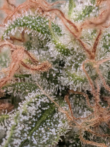 Zkittlez (Auto) — flower, day 106