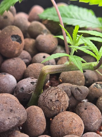 Funk Mountain 2 — vegetative, day 9