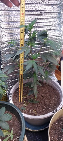 Reboot trial — vegetative, day 78