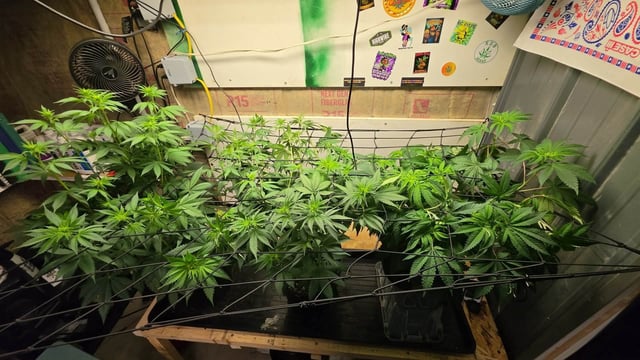 2nd Grow Sesh — flower, day 58