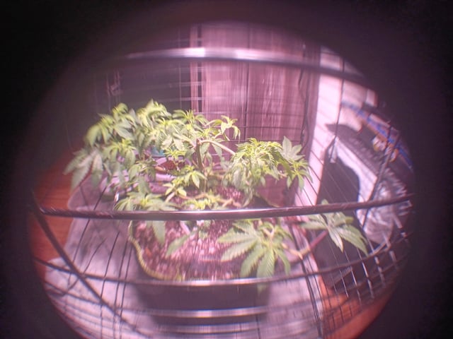 FKAFL — vegetative, day 44