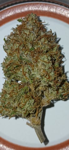 newest ggs setup grow