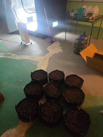 Autos AGAIN — germination, day 2
