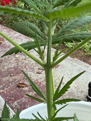 •Freedom Grow• — vegetative, day 34