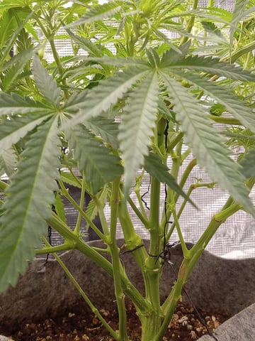 Blueberry critical kush x purple peyote wifi  and one L.a kush cake . — flower, day 79