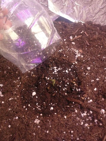 AWC  — seedling_rooting, day 7