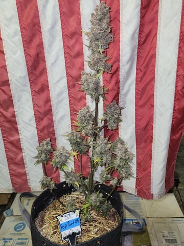 Mephisto Apple Crush and Pop tart OG in Nature's Living Soil.  — flower, day 89