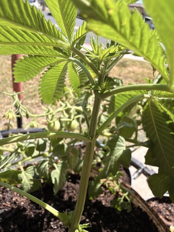Sour Glue — vegetative, day 5