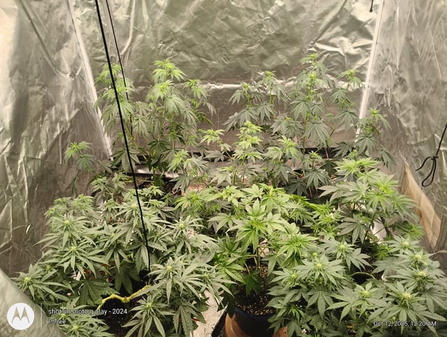 Blueberry Cupcake -- Humboldt County (pheno hunt/clone run) — flower, day 6