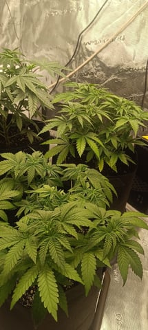 First Time Growing  — vegetative, day 29