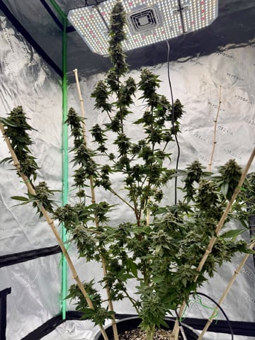 Bluntz Grow
