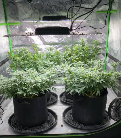 SBJ Clones — flower, day 83