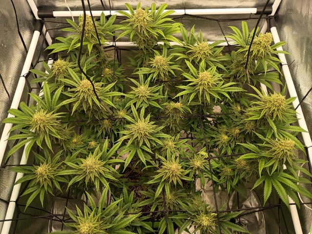 FastBuds Photo-Lemon Mandarin  — flower, day 126