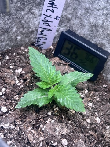 s1 Jokerz — seedling_rooting, day 14