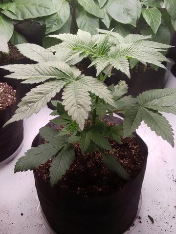 blue dream bag seed — vegetative, day 7
