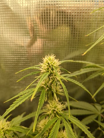 first grow — flower, day 40