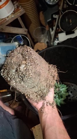 1st Grow - ROYAL MOBY (indoor)(photop.) — vegetative, day 69