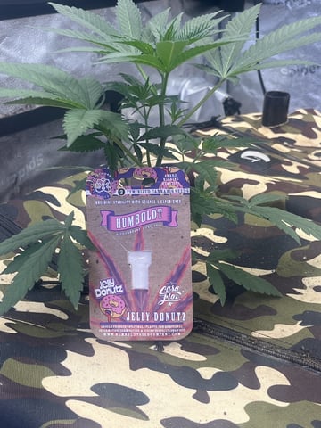 Humboldt, Hella Jelly. Jelly Donut  — seedling_rooting, day 21