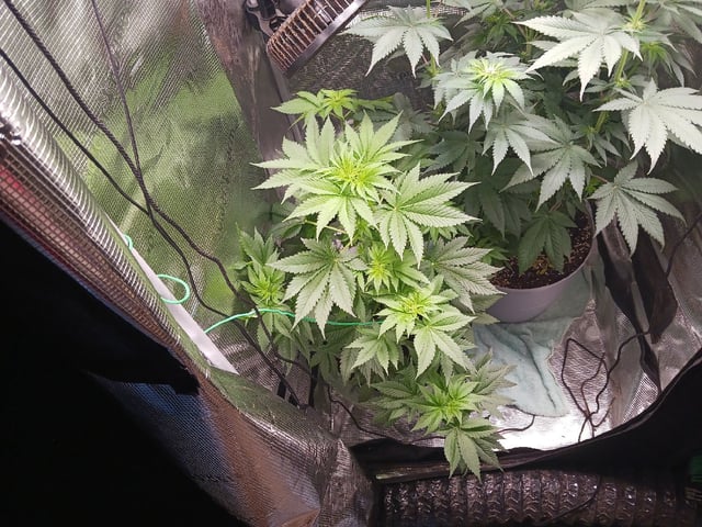 Gorilla Sherbert Feminized From Blimburn Seeds  — flower, day 51