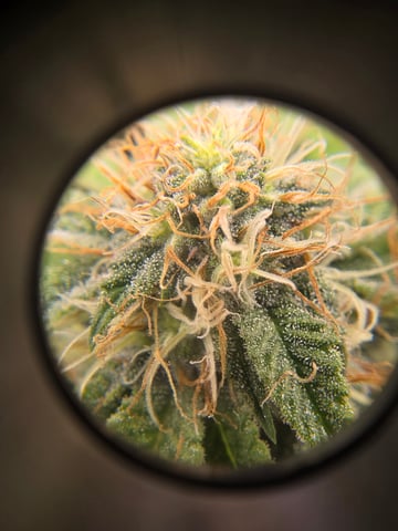 new bee's  — vegetative, day 28